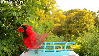 Cardinal checking out the camera