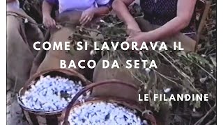 Le Filandine operaie della filanda come lavoravano il baco da seta sericoltura Bigatis Friuli