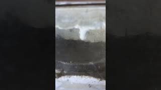 Timelapse of the Inner workings of a Funnel ant nest