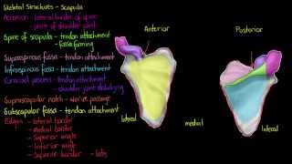 Skeletal Structures- The Scapula