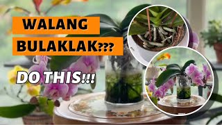 KAYA NAMAN PALA ANDAMING NAGLALAGAY NG ORCHIDS SA LOOB NG BAHAY!