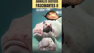 ANIMALES FASCINANTES que probablemente NO CONOCÍAS #curiosidades #diversidadcultural #animales