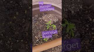 Malunggay/Moringa plant #pinayvlogger #shortvideo