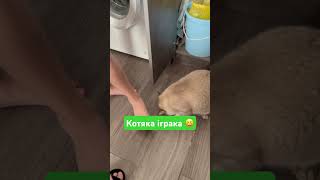 Лимончик ігрулю включив 😹 #music #funny #socute #cat #лимончик #catlover #love