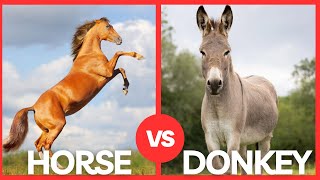 Donkey vs Horse