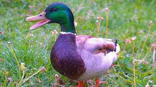 Some Mo' Drakes Go Quack! [4K] Mallard Ducks