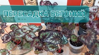 Бегонии декоративнолиственные🌿Внеплановая пересадка🪴🌿🌱