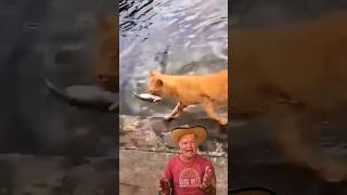 o gato  pescador #cat #kedi #animalkingdom #yotubeshorts