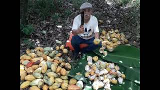 Sítio Chico Neto / colheita e quebra de cacau agroecológico.