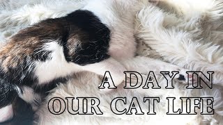 a day in our cat life | cat vlog