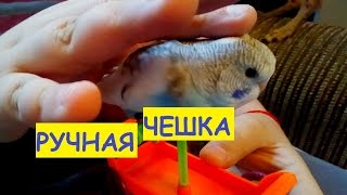 Ручная Чешка Птенчик из гнезда Малыш