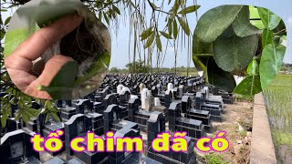 Thử thử đi tìm tổ chim mới nhất năm 2024 - bất ngờ phát hiện mấy tổ chim khuyên rồi ( phần 1 )