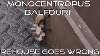 monocentropus Balfouri rehouse gone wrong.