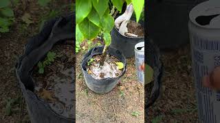 How to choose fertilizer to help bougainvillea flowers bloom beautifully and fresh