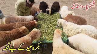 Mundra Chatra In Pakistan 2021 | Eid ul Adha 2021-Mundra Chatra Price-Mundra Sheep,Kajla Chatra 2021