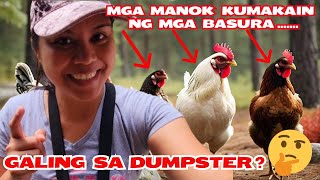 Mga Manok Kumakain Ng Mga Basura Galing Sa Dumpster #dumpsterdiving #dumpsterdivingfilipino