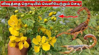 தேள் விஷத்தை நொடியில் வெளியேற்றும் செடி! || how to cure scorpion bite at home