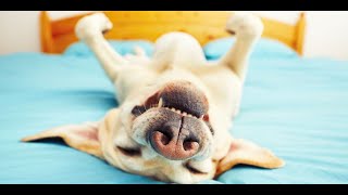 Funny Dogs 2020: Try Not To Laugh At This Ultimate Funny Dog Video Compilation [FUNNY PETS]