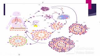 TBC pulmonar I y II - Neumología - sem 11