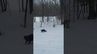 Fox harassing my cat