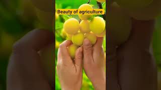 Beauty of Agriculture #shorts  #farmer#viralshorts #fruits