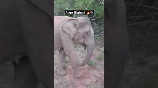 Angry Elephant at Yala National Park 🇱🇰❤🇱🇰 #elephants #srilanka