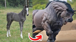 Before & After Animals Growing Up. Amazing Animal Transformation 💥 #short #tiktok #animals