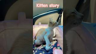 Let’s make this kitten feel better #kitten #cat #pets #shorts