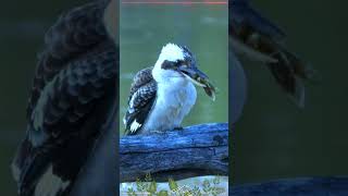 Nature's Spectacle: Blue-Winged Kookaburra Hunting and Eating a Big Beetle! #trendingshorts