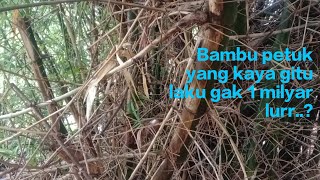 Bambu petuk harga 1 milyar ? yang kaya gimana sih?