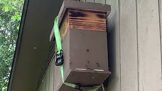 Swarm Trap success #swarmtrap #beekeeping #howtocatchbees #freebees