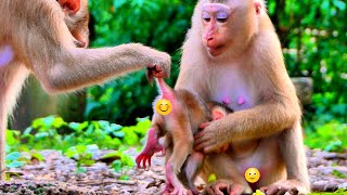 Monkey July came to check Newborn Baby Lexi Male or Female cuz She want to make a relationship.