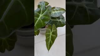 Part 2 Alocasia Santeriana #growth #leaves#plants #indoorplants