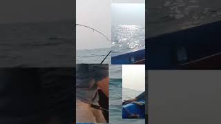 spot karang nirwana..ramai ikan gt#short#angler amatiran