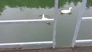 Ducks at the lake