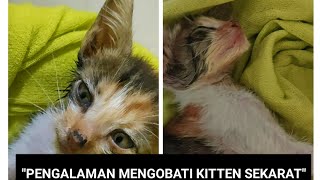 CARA MENGOBATI KUCING || kitten sakit (VLOG 1)