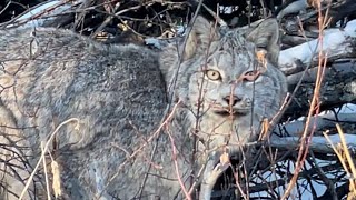 Beauty Lynx Northern Alberta