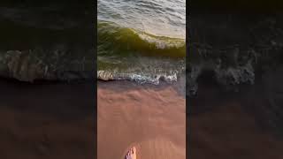 Lake Michigan is green from algae washing up #shorts #lakemichigan #michigan #greatlakes #lake