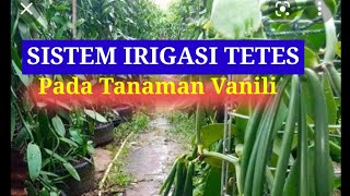 Contoh Kebun Vanili menggunakan Sistem Irigasi Tetes