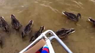 Duck invasion NH 2015