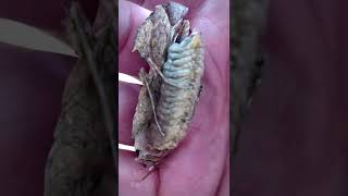 Brancsikia freyi (Madagascan Dead Leaf Mantis) with Ootheca