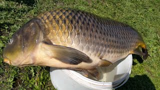 ловля сазана на диком водоёме