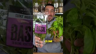 DIY Cloning store bought herbs #shorts