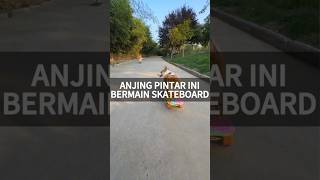 Anjing pintar ini bermain skateboard 😍 #shorts #short #shortvideo #funny #trending