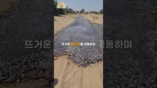 땅 위를 헤엄치는 수십만 마리 물고기 떼