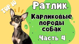 Порода ПРАЖСКИЙ КРЫСАРИК! Что нужно знать о породе, прежде чем завести щенка!