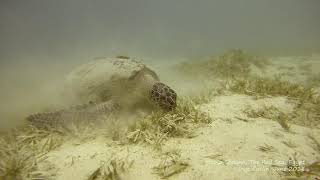 Green Turtles - Marsa Shouna - Red Sea - Egypt