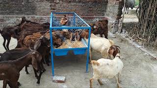 sirohi and bour goat top quality male and female goat contect no.8874856286