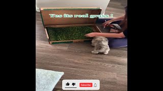 🐶🐶Indoor potty grass for dogs like real | mycatpuppyshop