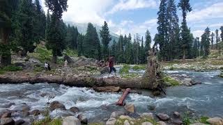 baboon | Neelum Valley | Meadows